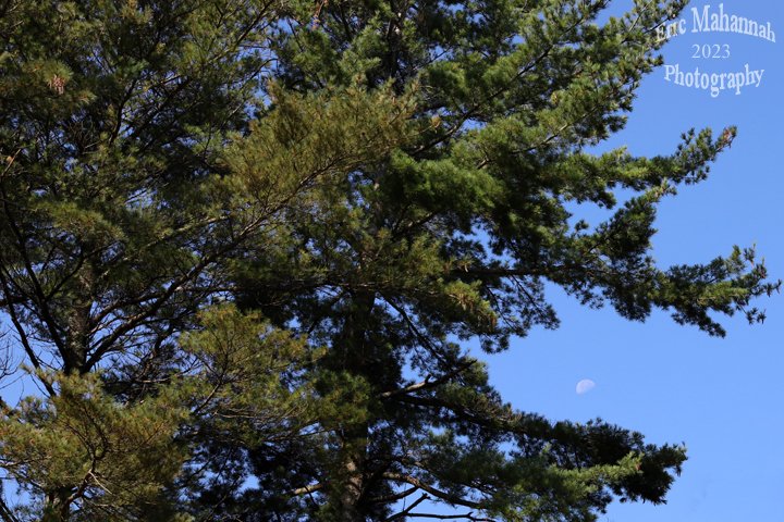 EricMahannah's tweet photo. The Tree That Ate The Moon - L'arbre qui a mangΓ© la Lune
https://t.co/4XW5sTQQxU
#thetrees #MasterOfTheMoon #neilpeart #ronniejamesdio #nature #naturephotography #naturelovers #trees #moon #canonusa #canoncanada #funphotos https://t.co/ZAxZRtLOTc