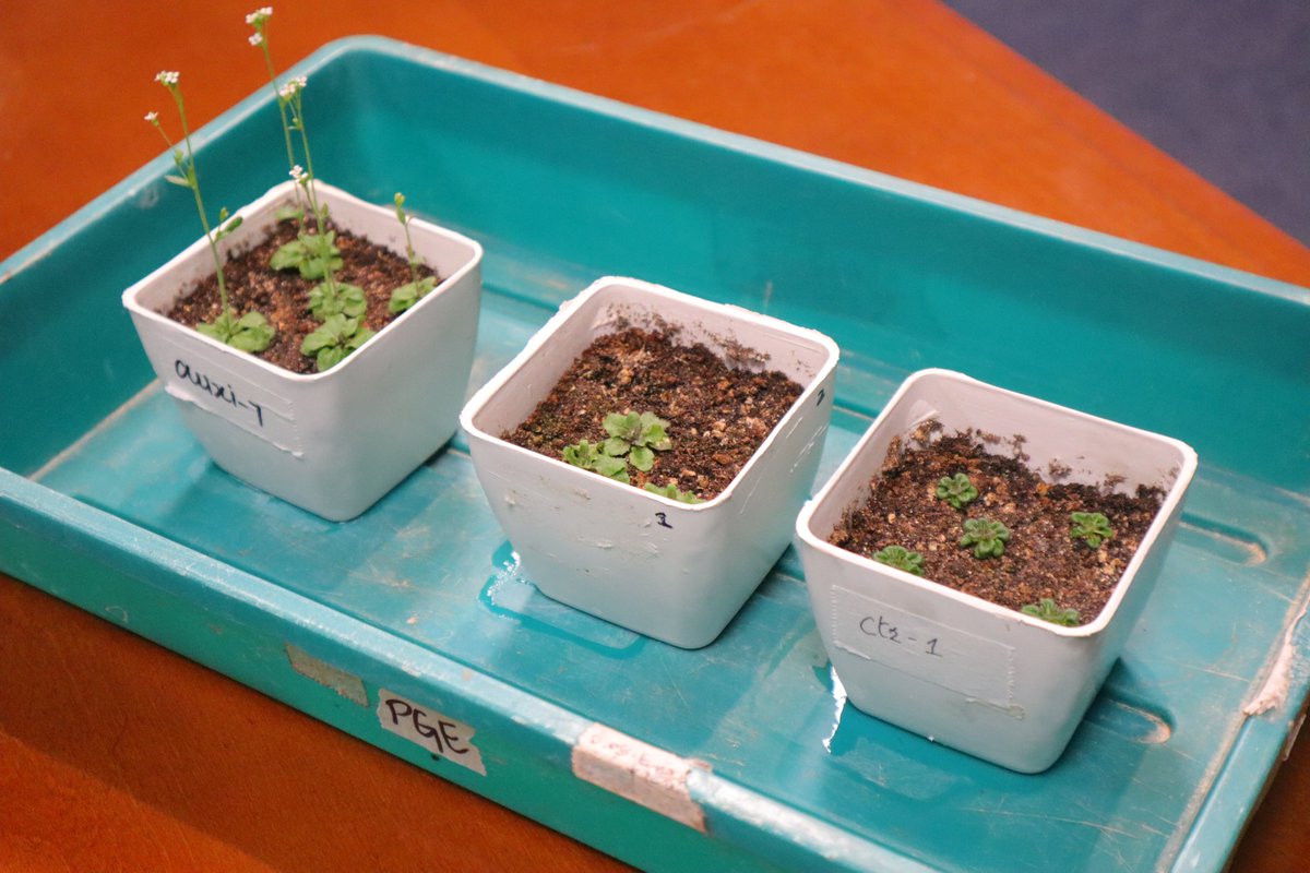 lab_tariq's tweet photo. Highlights: @DrMohdTariq and @ShahzadZaigham teaching #HowtoteachGenetics workshop.
Dr. Zaigham Shahzad used Arabidopsis mutants to explain genetic screen, how to analyze mutants, concept of complementation and gene mapping. How to discover new genes was the theme of module. https://t.co/xdvr8AqApJ