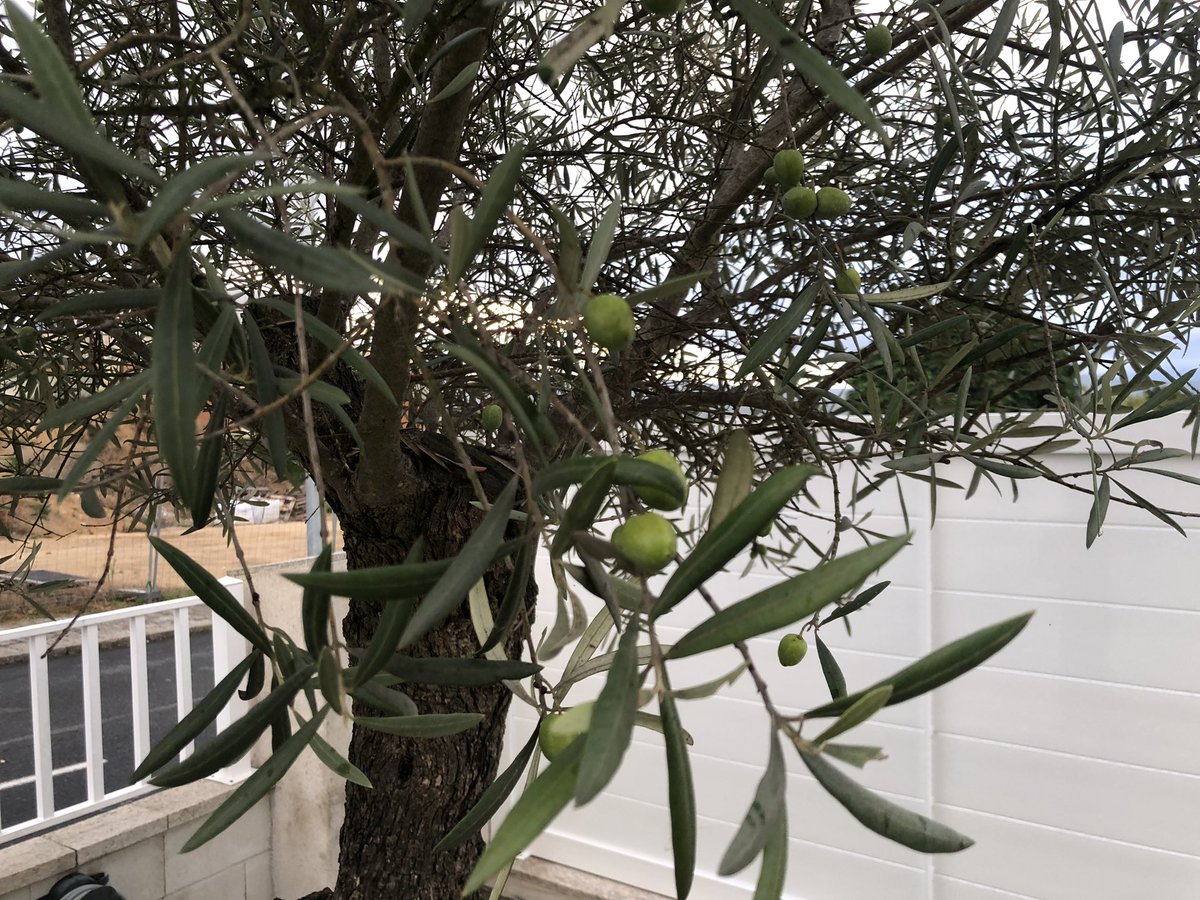 OTANAS's tweet photo. Mi olivo viene cargado de aceitunas. Estoy nervioso. Creéis que debo de invertirlo todo en acciones de google o lanzarse a vivir la vida loca sin más? https://t.co/zw1AUUo6rY