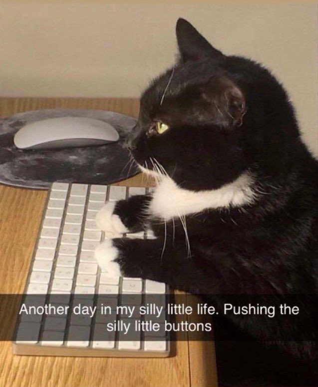 cats with jobs 🛠 (@catworkers) on Twitter photo 