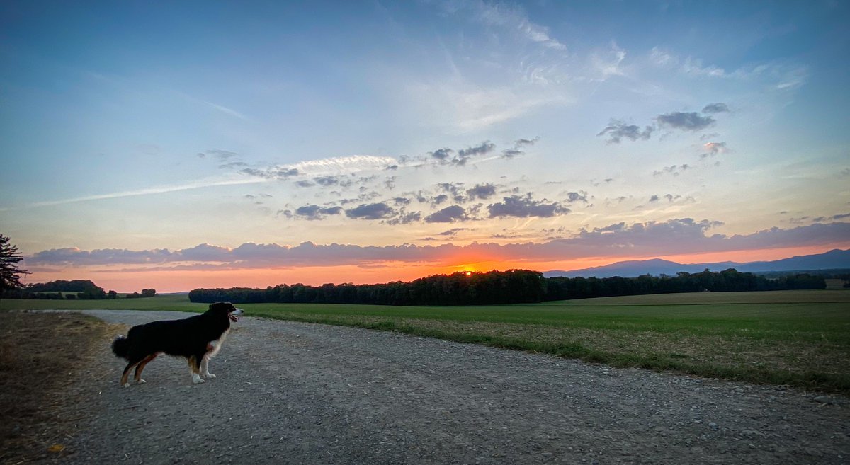 Wolf_Epic_Club's tweet photo. Incredible pictures of runs of incredible wolves doing incredible things 🤩
#RunWithStyle https://t.co/Zl0MUBSD3c