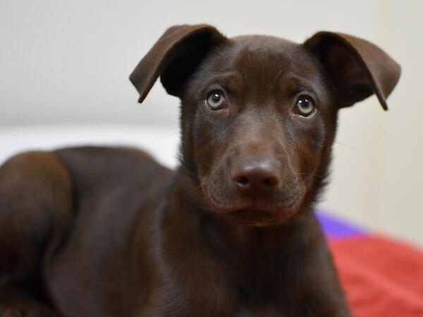 We have a very serious question.

For you, is it the ears, eyes, or #boopablesnoot? 🐶 🐾 😍 Sound off below ⬇️