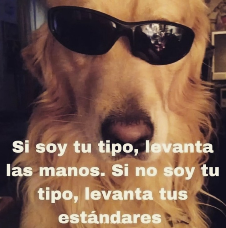 memez_van's tweet photo. #Levantar #Tipo #Perro #Doggo #GafasOscuras #Gafas #Estándares https://t.co/OzhSQPutEU