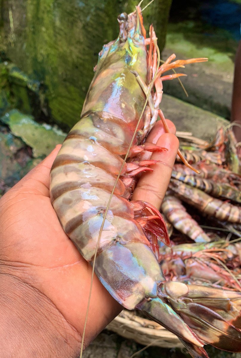 The Legendary Tiger Prawn🥰❤️🥰

E nr expensive o… na just Nle 600 per dozen. 

Just put in for yours🙌🏽🙏🏽
#SaloneX