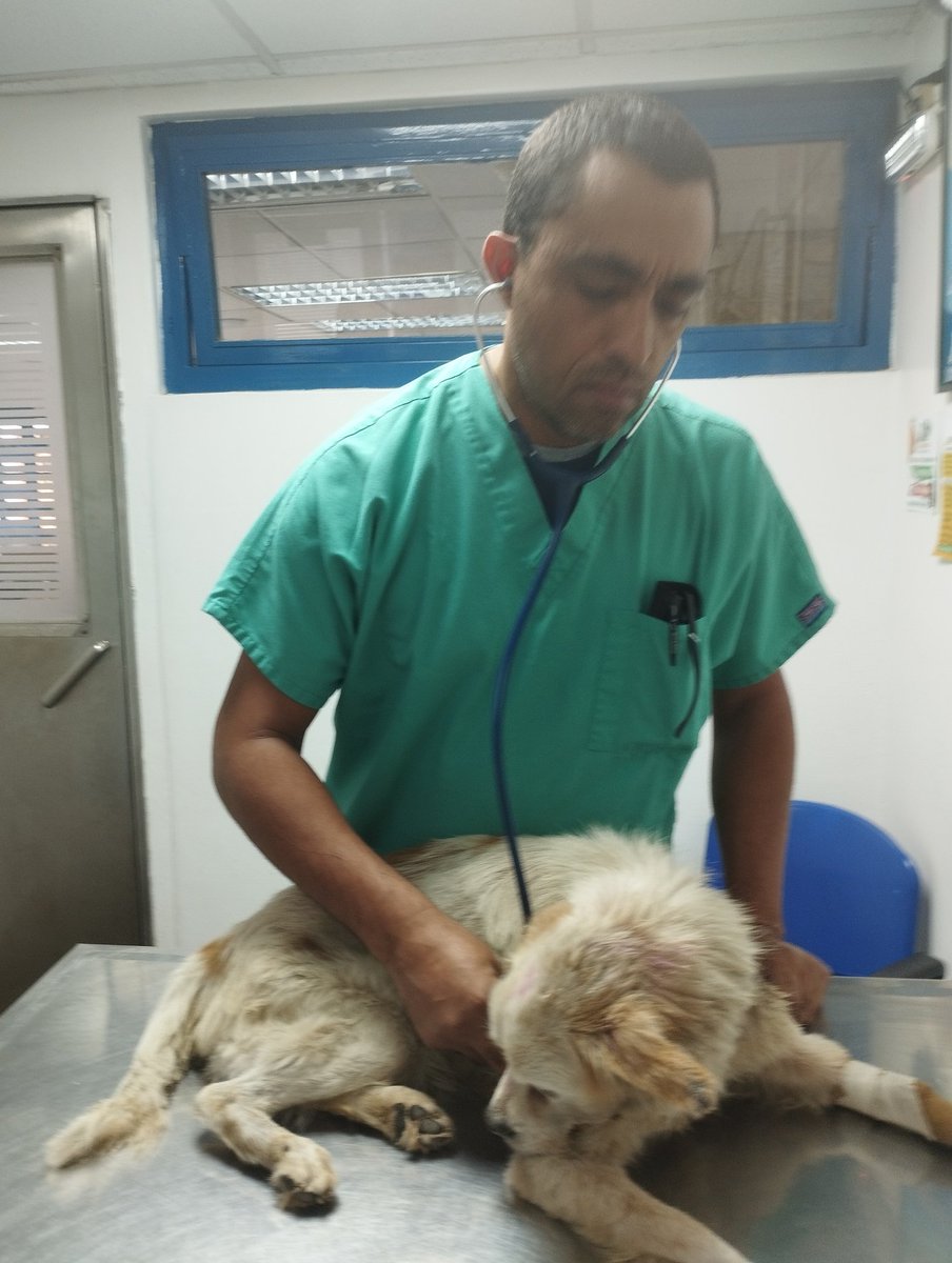refugiomigema's tweet photo. Por favor necesito cancelar la placa para saber que está presentando y poder hacer tratamiento 25$
Zelle refugiomigemas@gmail.com
Refugiomigema2@gmail.com
Pagomovil 10334727/04142867375 Venezuela o bnc gravias https://t.co/8EuqnFCKte