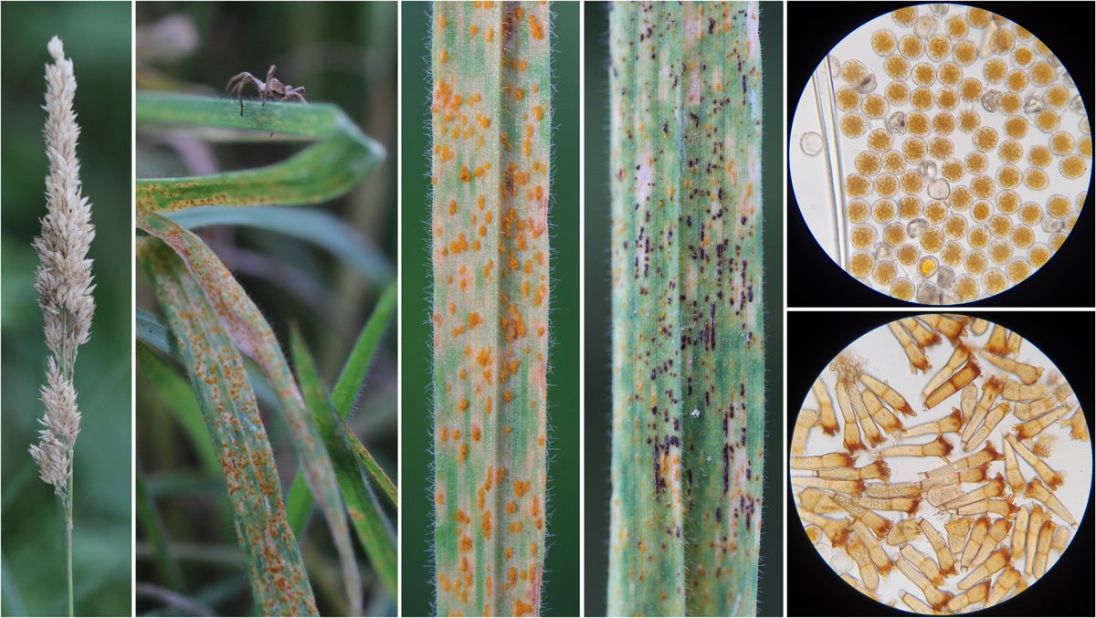 wheatpath's tweet photo. It is now time to definitively verify past uncertain rust identifications thanks to teliospores: here, crown #rust on common velvet grass (#Holcus lanatus) caused by #Puccinia coronata f. sp. holci (Les Clayes-sous-Bois, FR). https://t.co/ZJAscHTD5F
