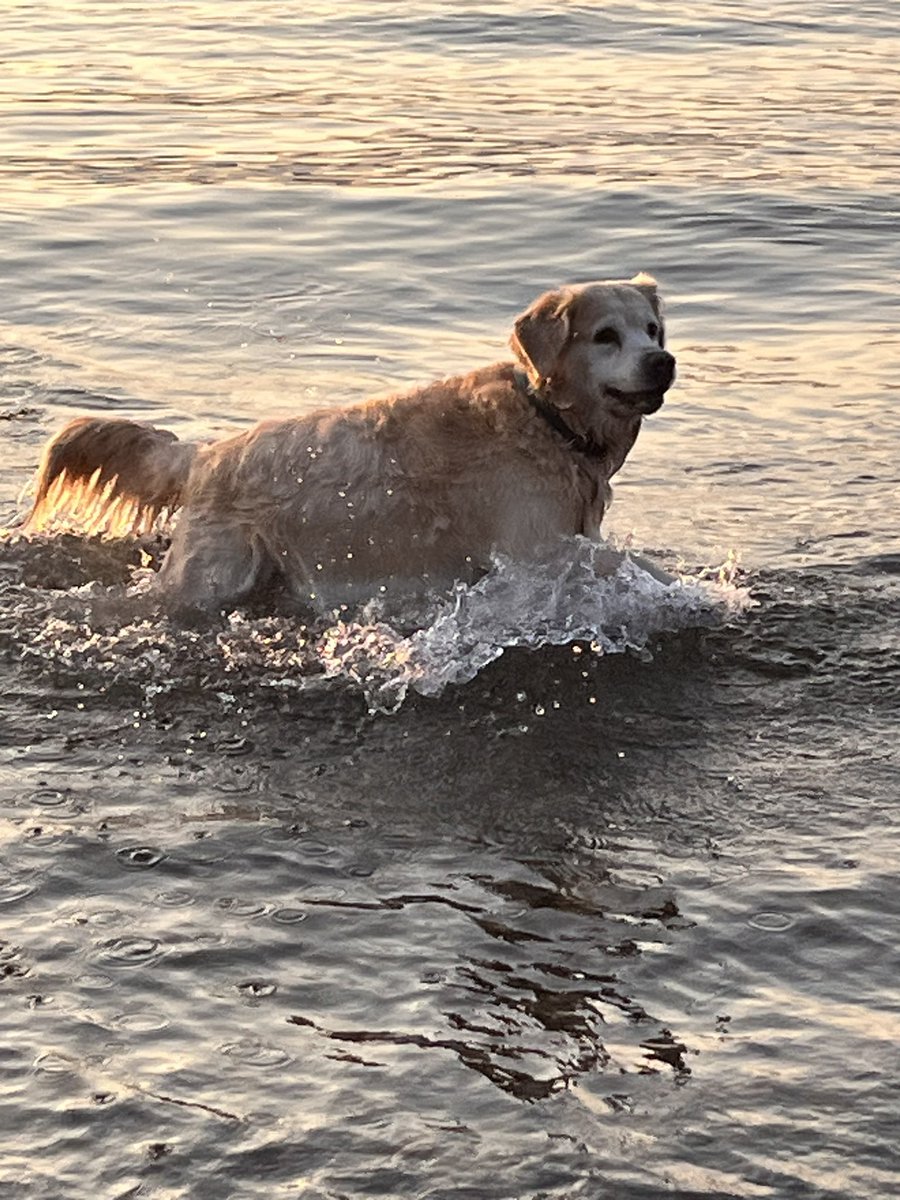 I went swimming #GoldenRetriever #dog