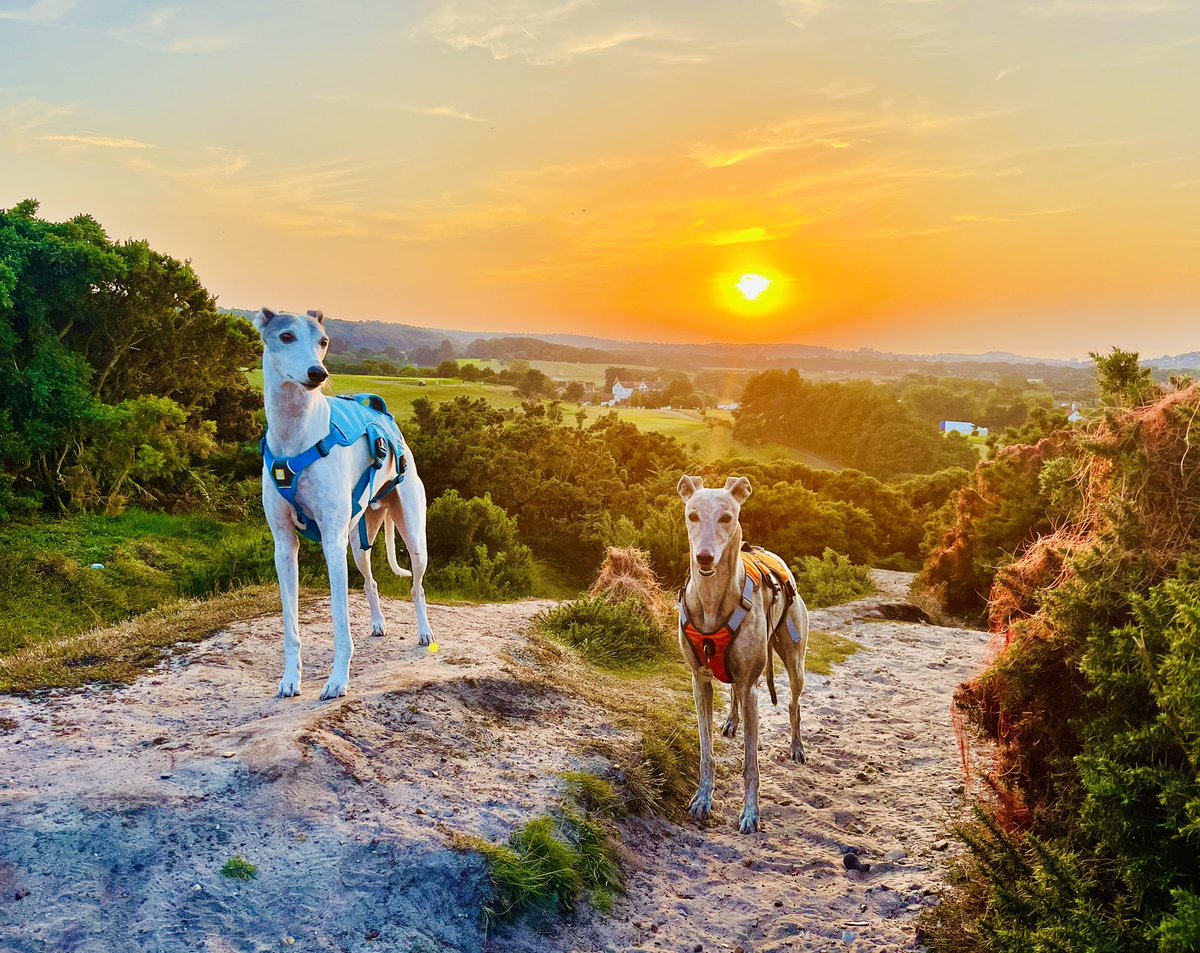 Toby & Gracie rocking a beautiful sunset on Incleborough Hill - #NorthNorfolkCoast 🌅
#Whippet 💖