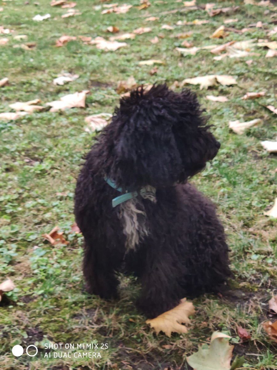 Hardcorcon's tweet photo. La perrita Cristi, de 4 meses ha desaparecido por la zona de Los Castillos, es miedosa y seguramente esté escondida. No acude a la llamada ni con chuches, si la veis llamad a Policia (esta avisada) y evitad perderla de vista. La dueña esta muy preocupada 🥺
Aviso a
@l_corrales_a https://t.co/NhtUB8F356