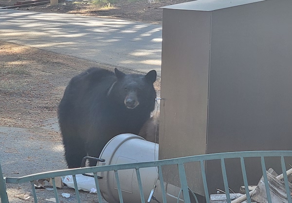 SouthTahoeNow's tweet photo. As bears enter #hyperphagia, they will be feeding up to 20 hours a day and chances of bear vs. vehicle incidents could rise drastically. Cub in photo was hit 3 weeks ago but healing. #BeBearAware #SlowDown. @BEARLeagueTahoe @cityofslt @LakeTahoeUSFS https://t.co/LxMcFK81Mc https://t.co/TCWX1Ve970