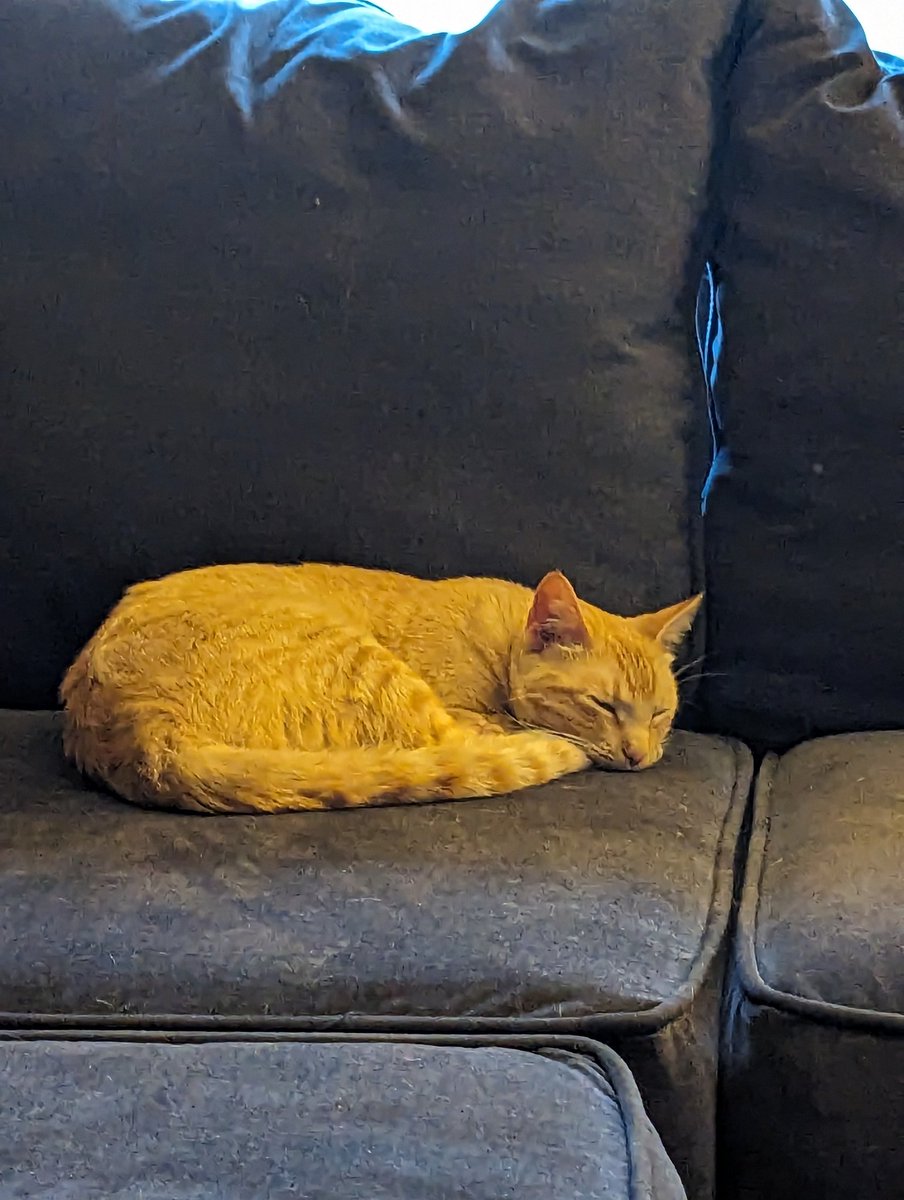SMaudlin7890's tweet photo. Meet Karma I got her on my birthday and my little man helped me pick the best name
#karmaisacat #Swiftie
##taylorswift
#taylornation
@taylorswift13 
@taylornation13 https://t.co/6MmVwvH1A3