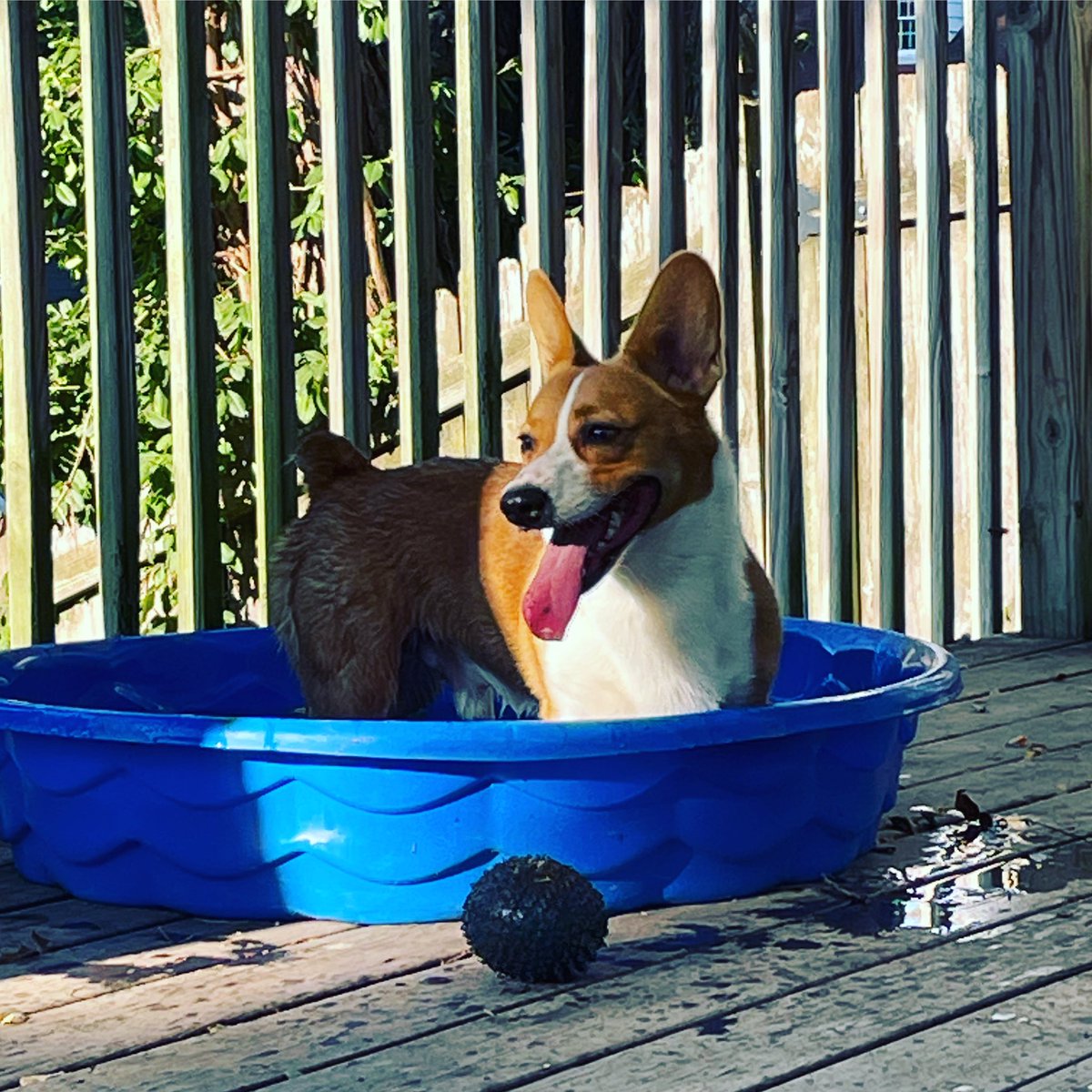 Alright #OPNation , #BodhiLayne is cooking off waiting for #OPLive tonight while mom watches #FirstShift #CanineOfTheNight #CorgiLovers #OPLNation @ReelzChannel @OfficialOPLive