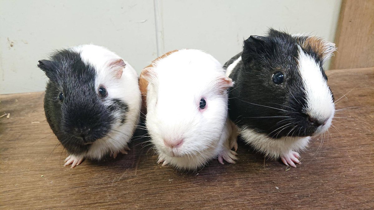 【もるもっと】