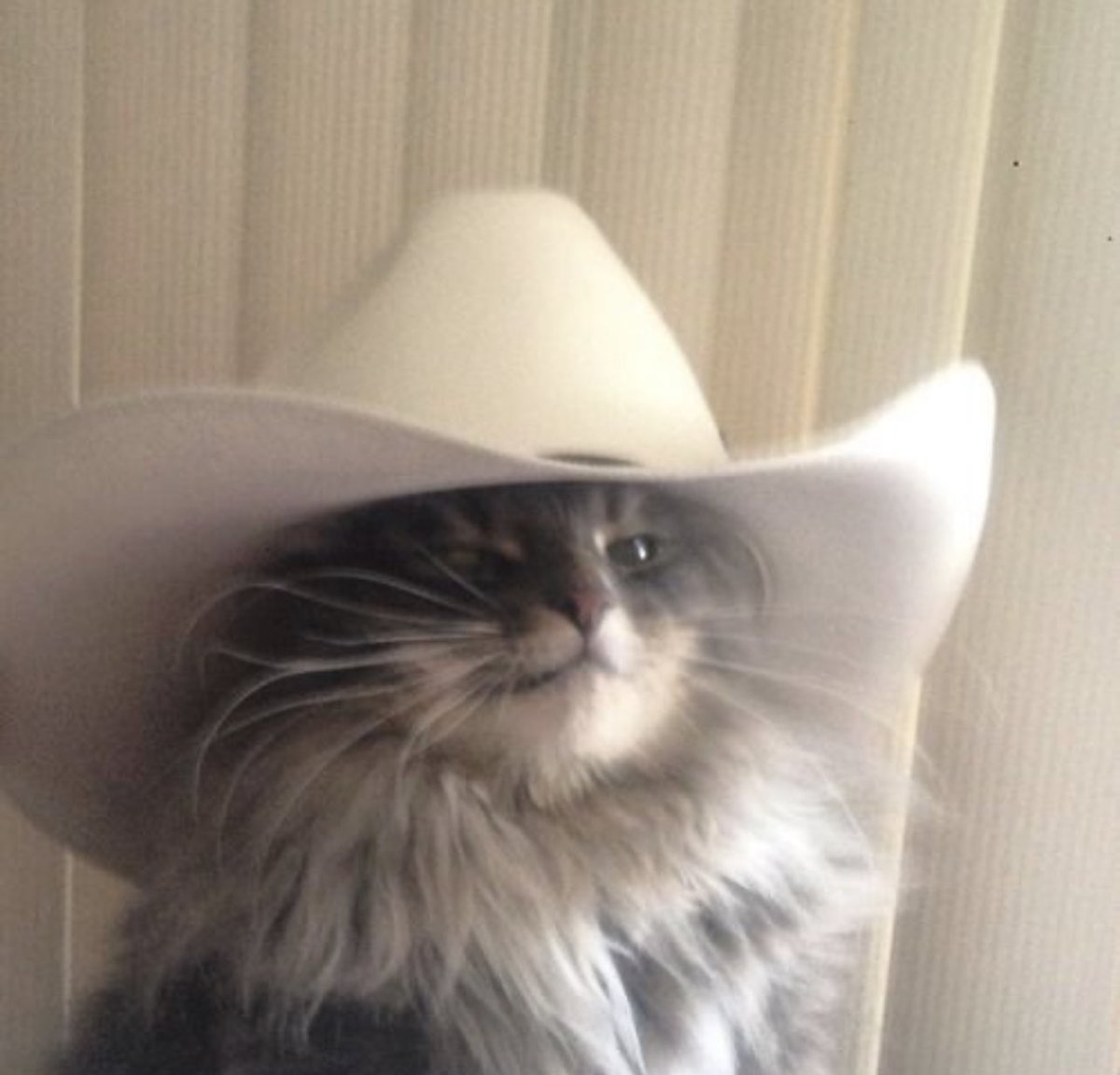 Just unfollowed a ton of inactive mfers 👇

You made the cut bc you’re a Reply Legend  💪🥦

Happy Caturday 😄🙌