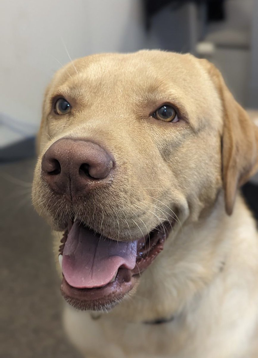 Would you rather be friends with a:

1) RICH person who HATES dogs
2) POOR person who LOVES dogs

My older son’s pup “Cooper” anxiously awaits your answer! ❤️