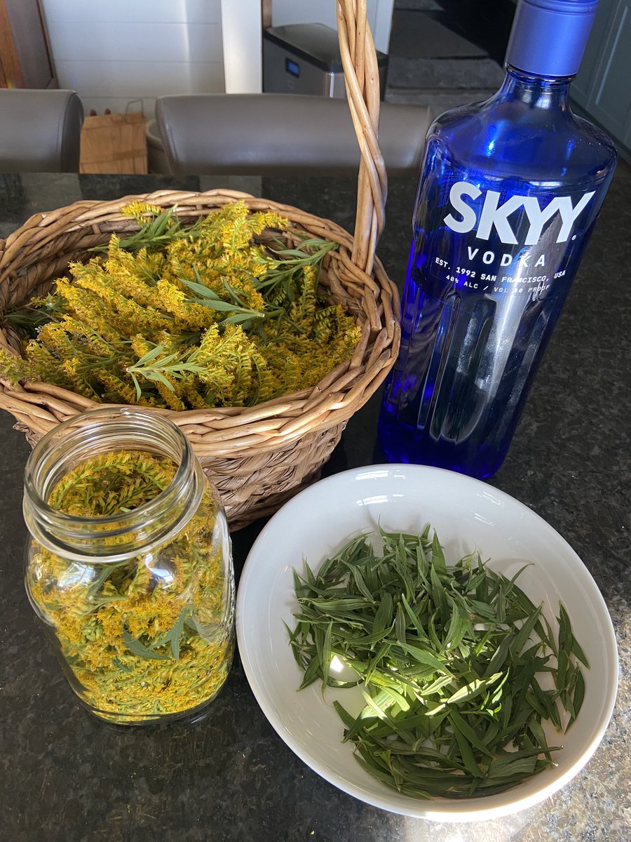 I made GOLDENROD oil infusion and tincture for medical use. I am dehydrating the leaves for tea and the leftover flowers. Isn’t goldenrod just beautiful? It has a light floral scent. #goldenrod #herbalmedicine