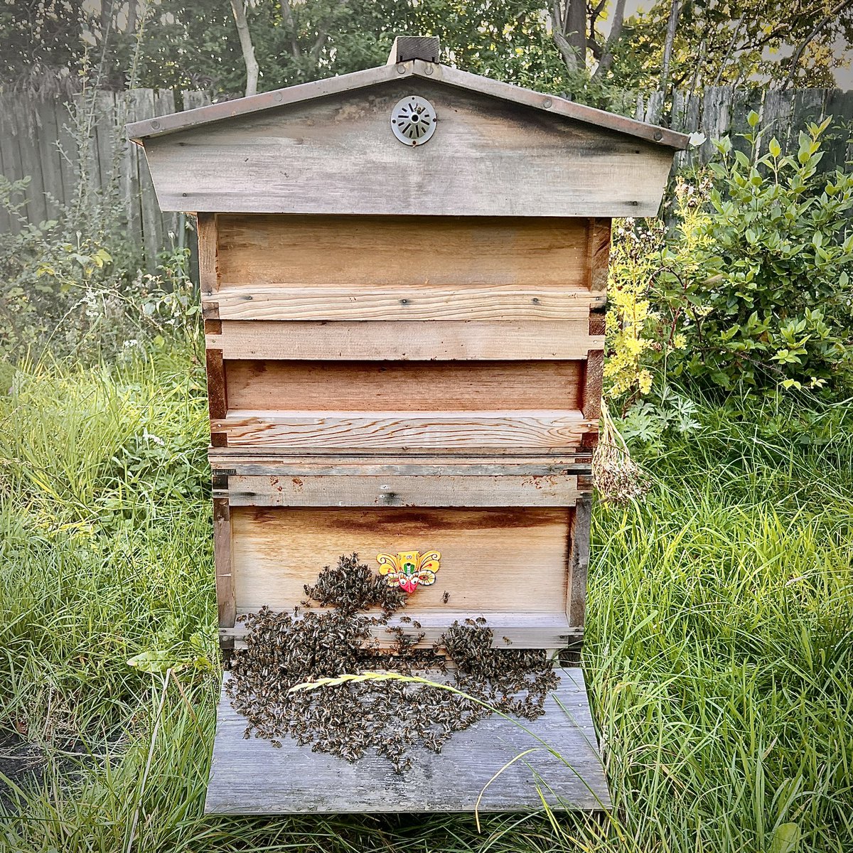 PaisleyHoneyCo's tweet image. Beehive bearding is a behavior seen in crowded honeybee colonies during warm weather. Worker bees gather outside the hive, forming a dense cluster or &quot;beard.&quot; This helps regulate hive temperature

#BeehiveBearding 🐝 #HiveThermoregulation 🌡️ #BeeBehavior 🏡
