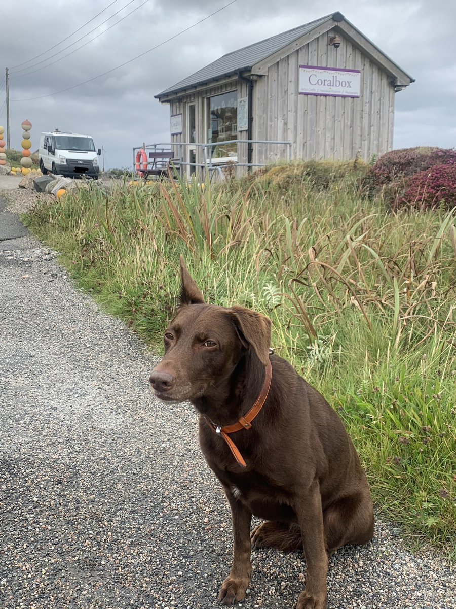 Today was a good day. We visited @coralboxshop on Berneray and met @EilidhCarr . All hoomans must go to this lovely shop and buy things #OuterHebrides #hebrideanway #visitscotland #SCOTLAND
