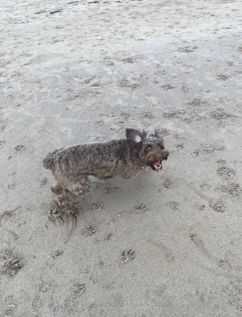 waltercockapoo tweet media