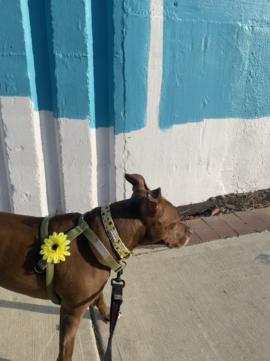 KimKlingler's tweet photo. Another #walk on #columbiapike
In Feb we showed #new #transitstations (1st pic)
Today the same #ThePalazzo #wall is being prepped for #painting π¨
Thxs @ArlingtonVA @ARL_Arts @ArlingtonDES @columbiapikeva #spencerfinch
Love #CocoTheQueenBee ππΆππ@lostdogrescue #alumni https://t.co/gWOSCBQ5ec
