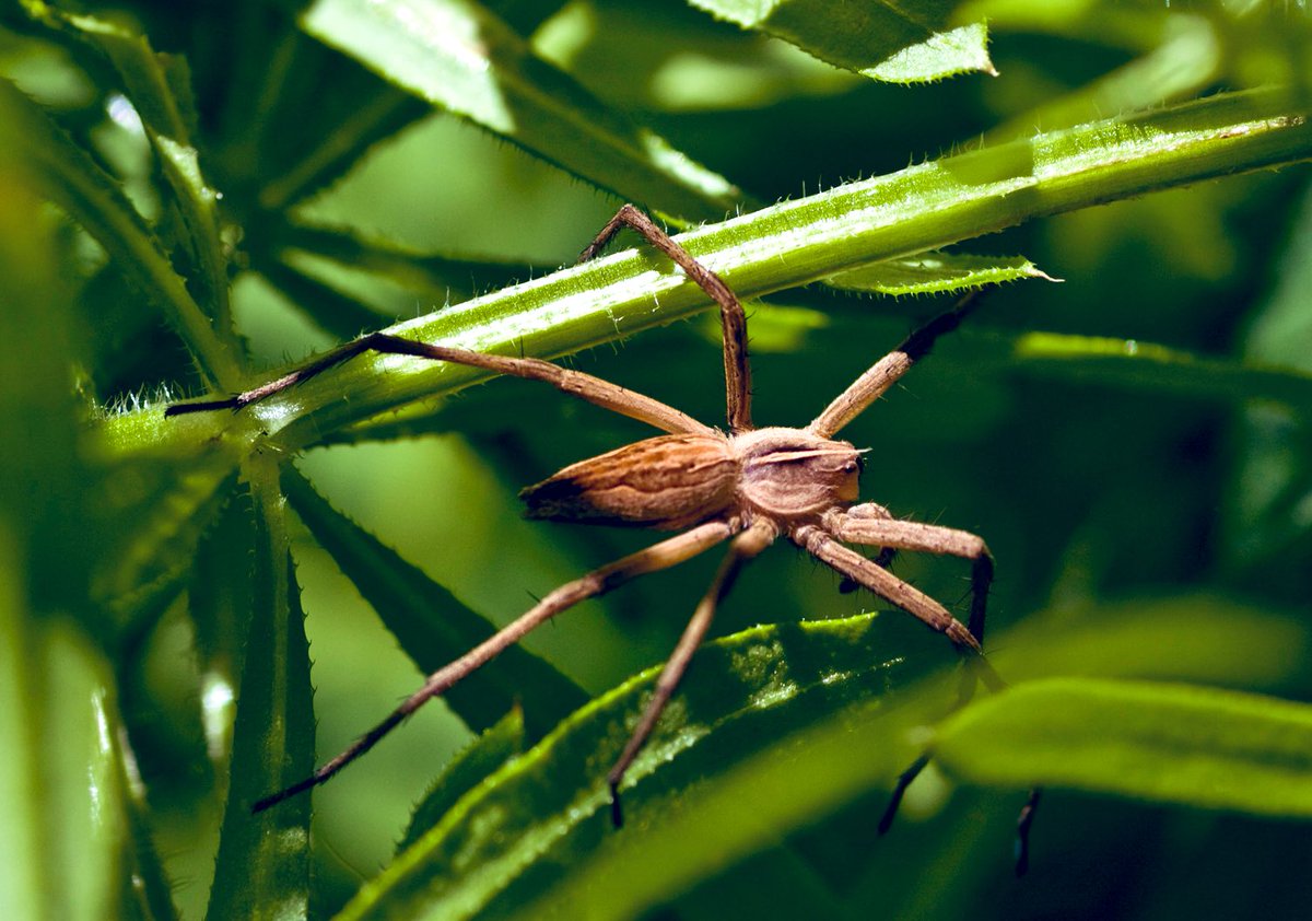 <a href="/kardelenozgun/">Kardelen Özgün Uludağ</a> and <a href="/_MichelleBeyer_/">Michelle Beyer</a> show that female spiders can reveal a lot about themselves through their silk lines, and males use that information during mate search! 🕷️

You can read all about it in our latest <a href="/BehavEcol/">Behavioral Ecology</a> paper ⬇️

bit.ly/spider_behecol
