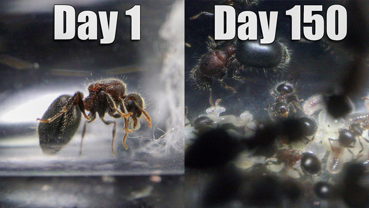 AntsCanada tweet media