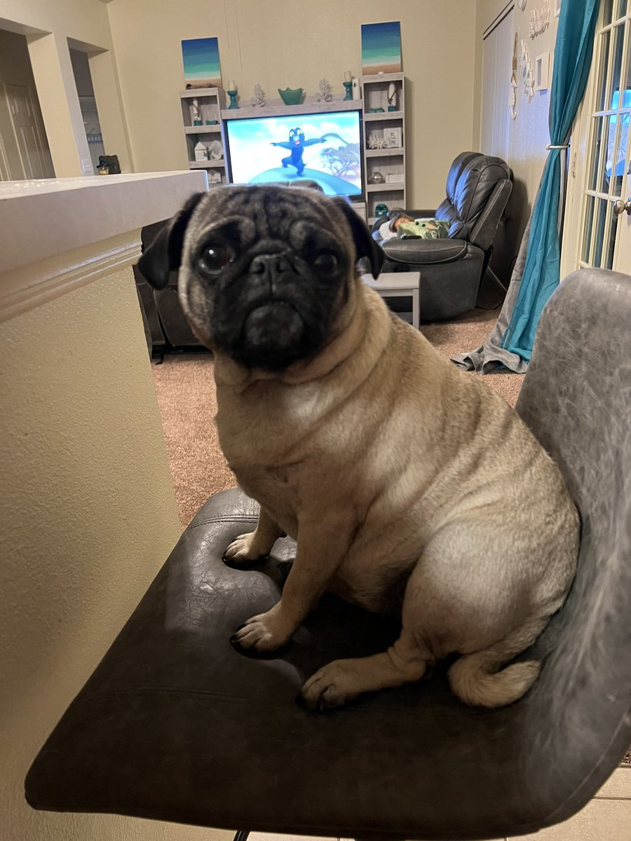 GeneralRoscoPUG's tweet photo. Mommy has some drinks and had a mini photo shoot with me 🥰. #puglove #puglife #pugsoftwitter #pug https://t.co/ajhwtubvxQ