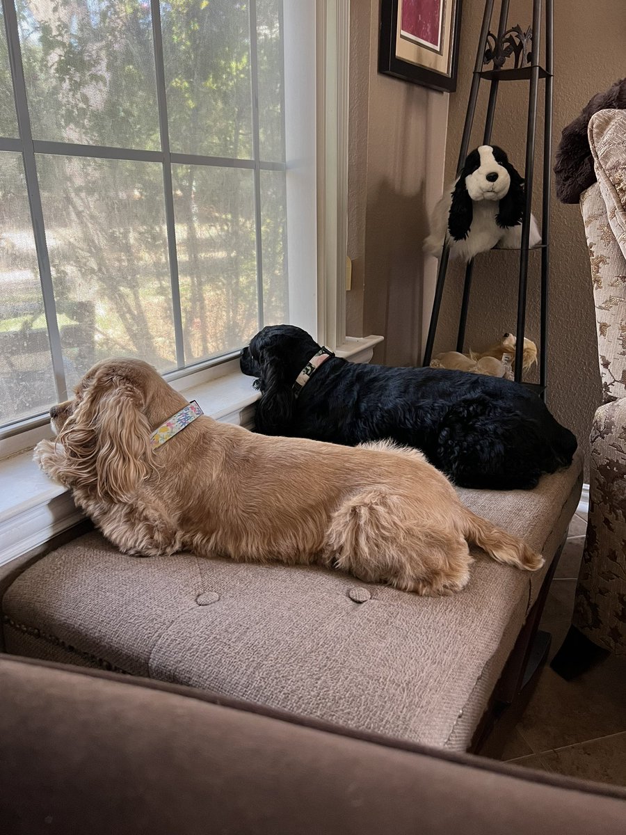 LadybugBarkAlot's tweet image. Watching our programs. Sending cool breezies to our frens overseas - we are just now cooling off after a spell of 4 41° days so we think that’s now wif u. Supposed to get down to 31° next week - brrrr!