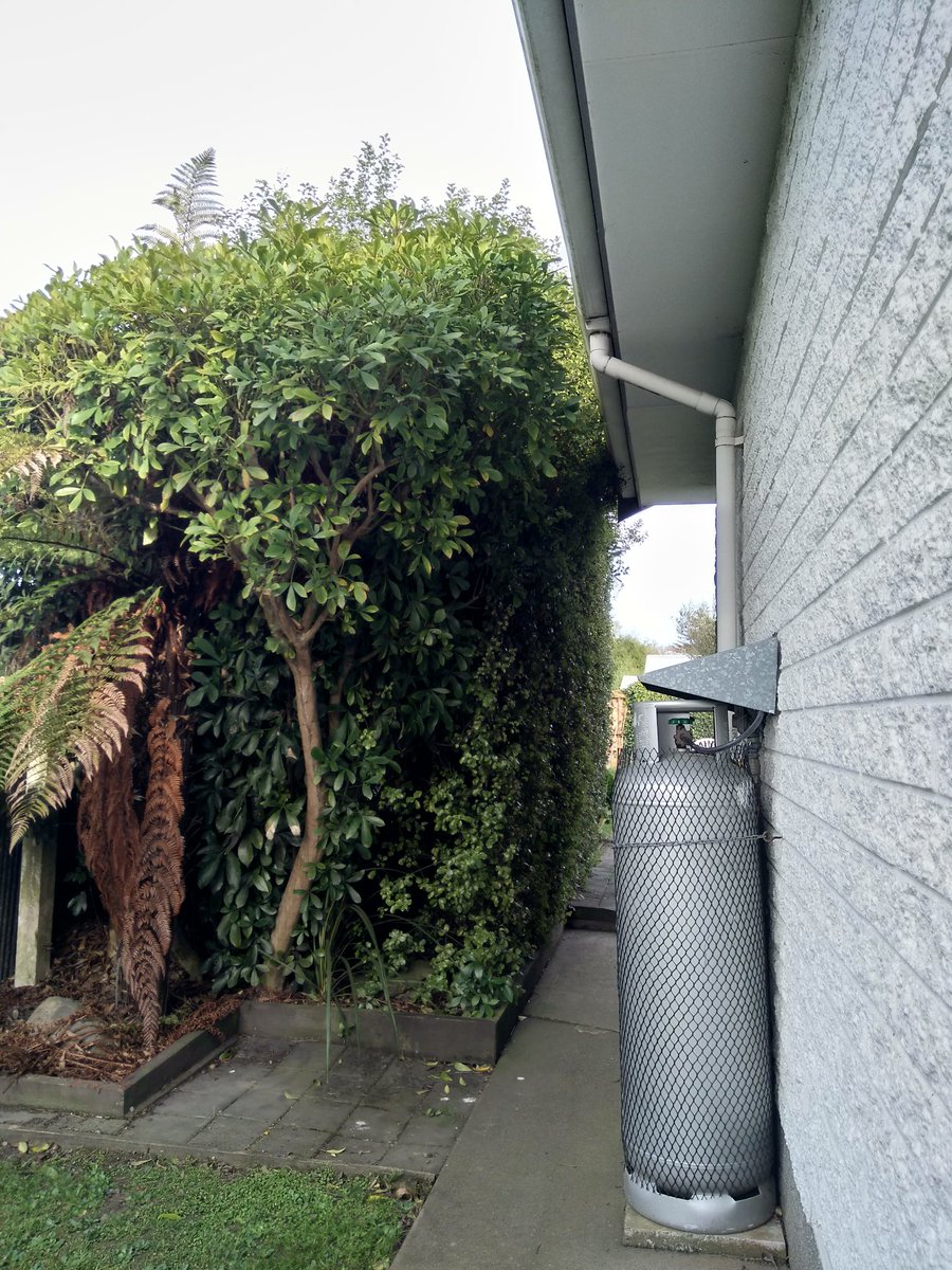 Today's challenge is to prune this lot down to a manageable height! Chain saw or loppers 🤔🤔