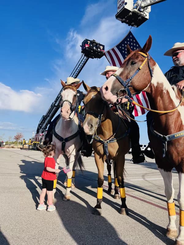 HCSO Mounted Patrol/Livestock tweet media