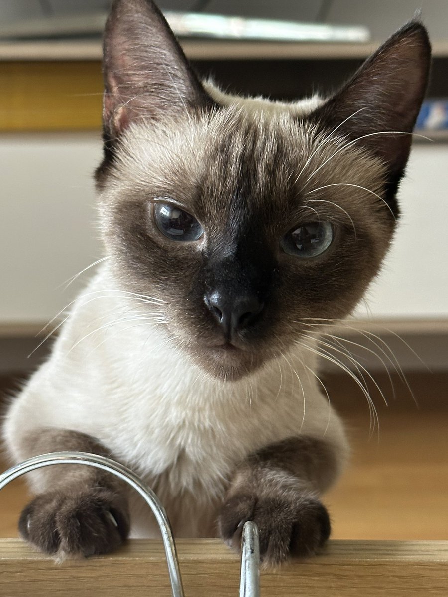 Mirad qué nueva amiga más guapa tengo!!!! 😍