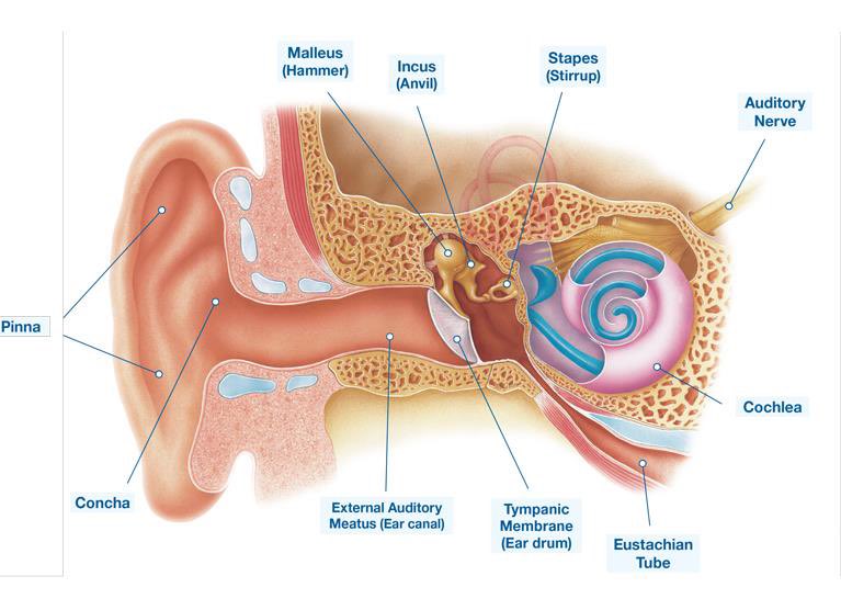 dictionarypod's tweet image. Look at all them #ear parts! 

#malleus #incus #stapes #pinna #cochlea #concha #tempanicmembrane #eardrum #eustachiantube #ears #thedictionary #words #wordnerds #knowledge #podcast #dictionary #wordnerd #podcasting #geek #geeky #nerd #smart #book #word #dailypodcast #edutainment
