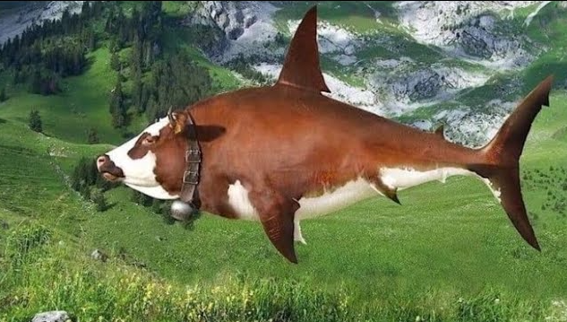 cow fish is love cow fish is life