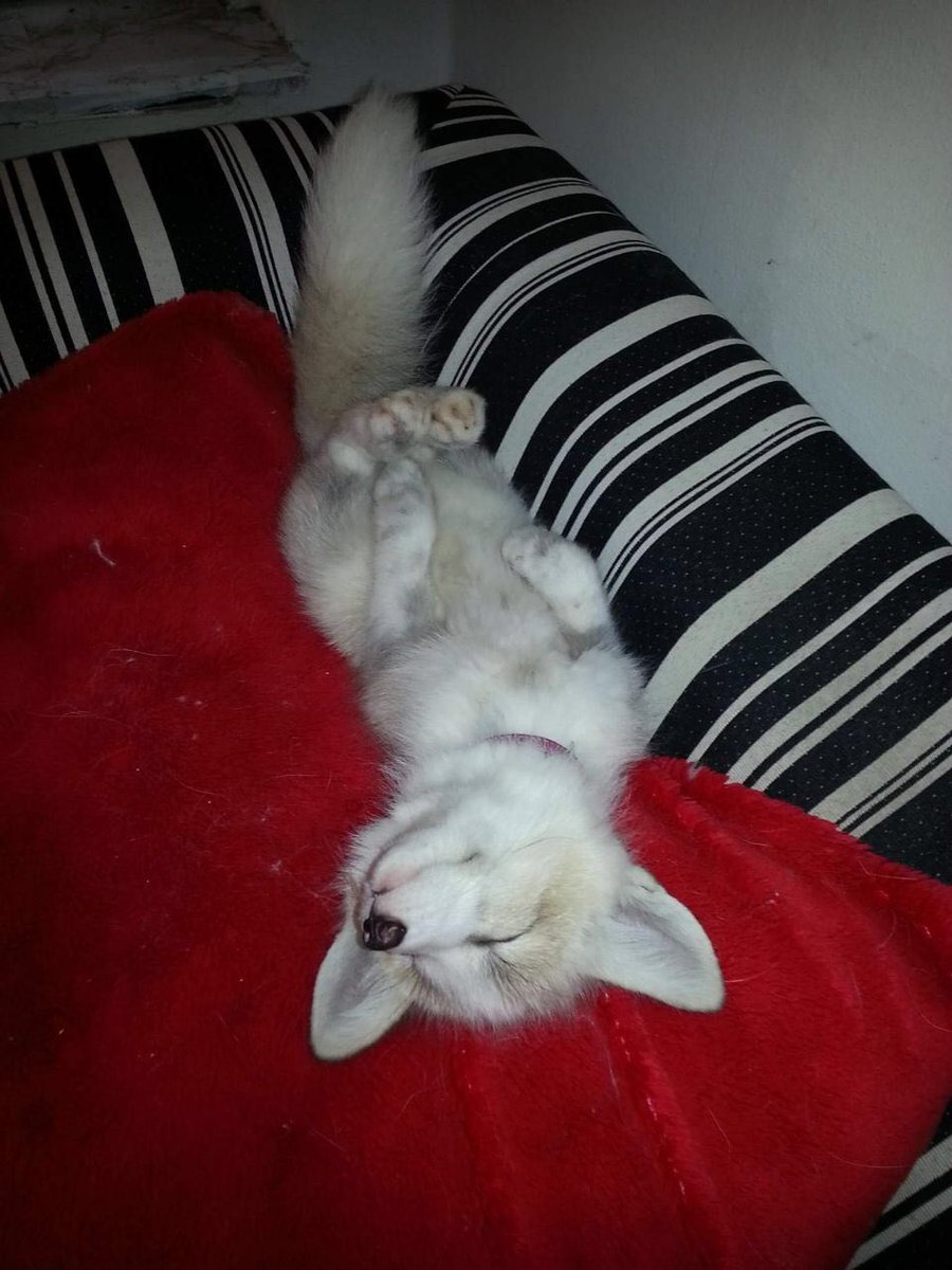 FopsHourly's tweet image. [🔗](api.tinyfox.dev/hourly/HourlyF…)