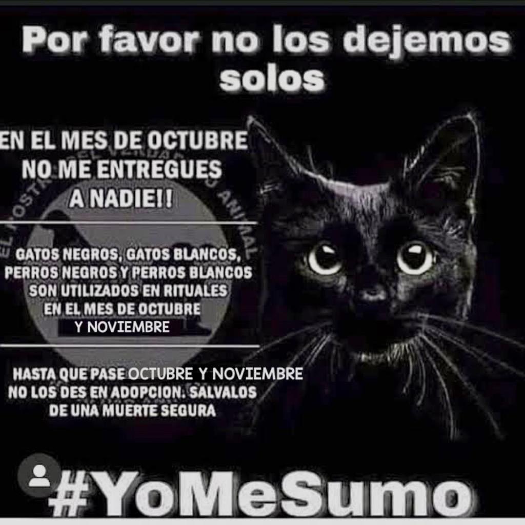 Mayú Guillén 🇲🇽🇺🇦 (@mayumiguillen) on Twitter photo 