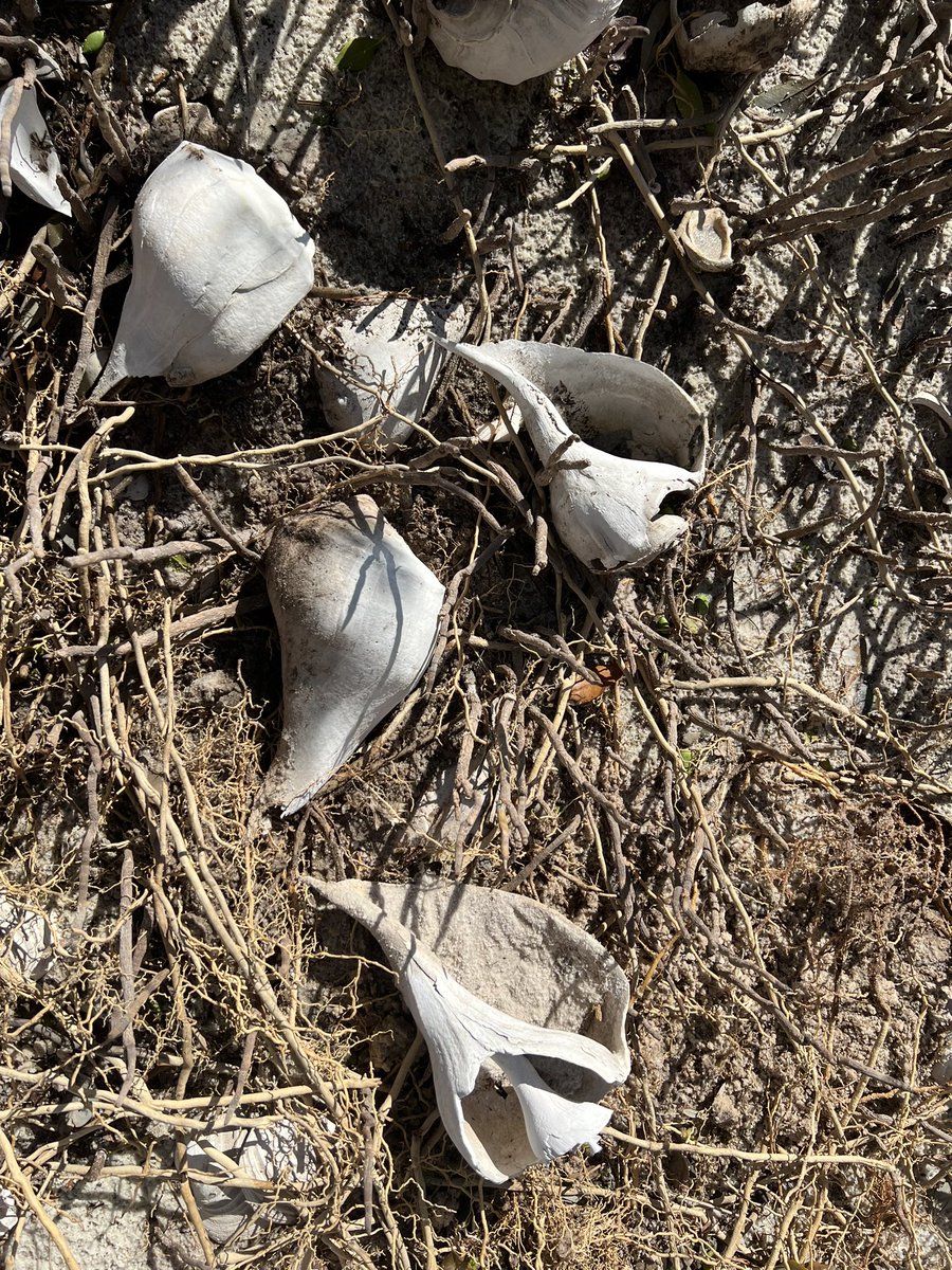 On an island off of west Florida, the recent hurricane uncovered sand from palm roots that were hiding a cemetery of GIANT shells: Indian feast site. Now, a place to sit and ponder time, and the direction of history. The people who left them here: did they know live mammoths?