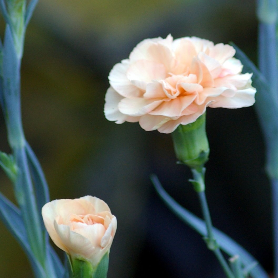 SandarsDTM's tweet image. Getting more practiced with our new used #pentax camera  today. I&apos;ve just bought a cable release #intervalometer to minimise camera shake when doing zoomed in macro flower portraits. isn&apos;t this Indian summer marvellous for the #garden. #camerachallenge @TRO11O1O1O @razdjensia