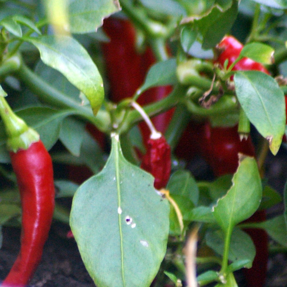 SandarsDTM's tweet image. Getting more practiced with our new used #pentax camera  today. I&apos;ve just bought a cable release #intervalometer to minimise camera shake when doing zoomed in macro flower portraits. isn&apos;t this Indian summer marvellous for the #garden. #camerachallenge @TRO11O1O1O @razdjensia
