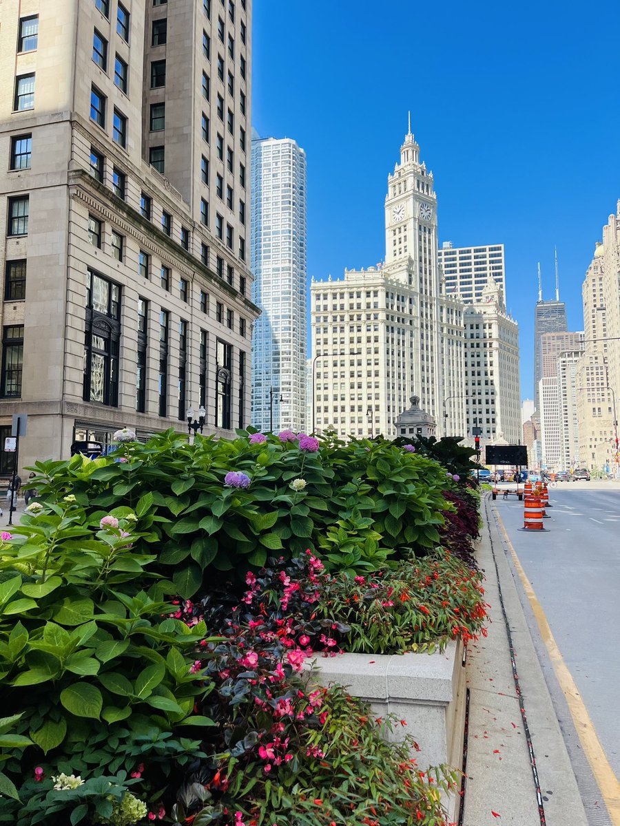 LaurelDelaney's tweet photo. Yes I was on the center island trying to get a decent shot of #wrigleybuilding #Chicago https://t.co/KsLnjbV9ft