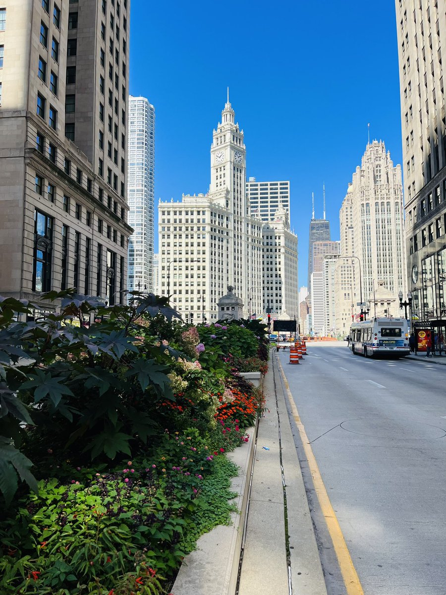 LaurelDelaney's tweet photo. Yes I was on the center island trying to get a decent shot of #wrigleybuilding #Chicago https://t.co/KsLnjbV9ft
