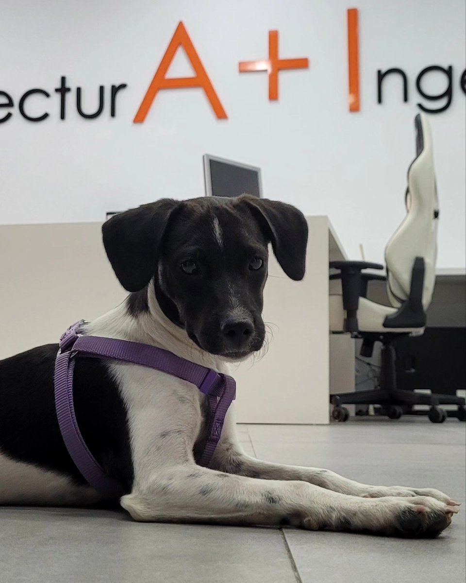 amasislp's tweet photo. Tenemos chica nueva en la oficina, se llama Lola y es divina.
#arquitecturA+Ingeniería https://t.co/f4RpqTUKFU