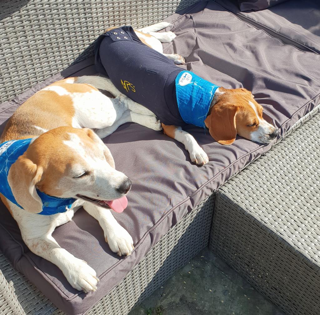 BreaTheBeagle's tweet photo. From Brea's Mum-mum:
To our sweetest, most special girl imaginable, the happiest 8th birthday. You make my life brighter and with every look you give me my heart bursts. Every day. 8 years, sweet girl! 🐕💖 https://t.co/ZJF1H7SFYg