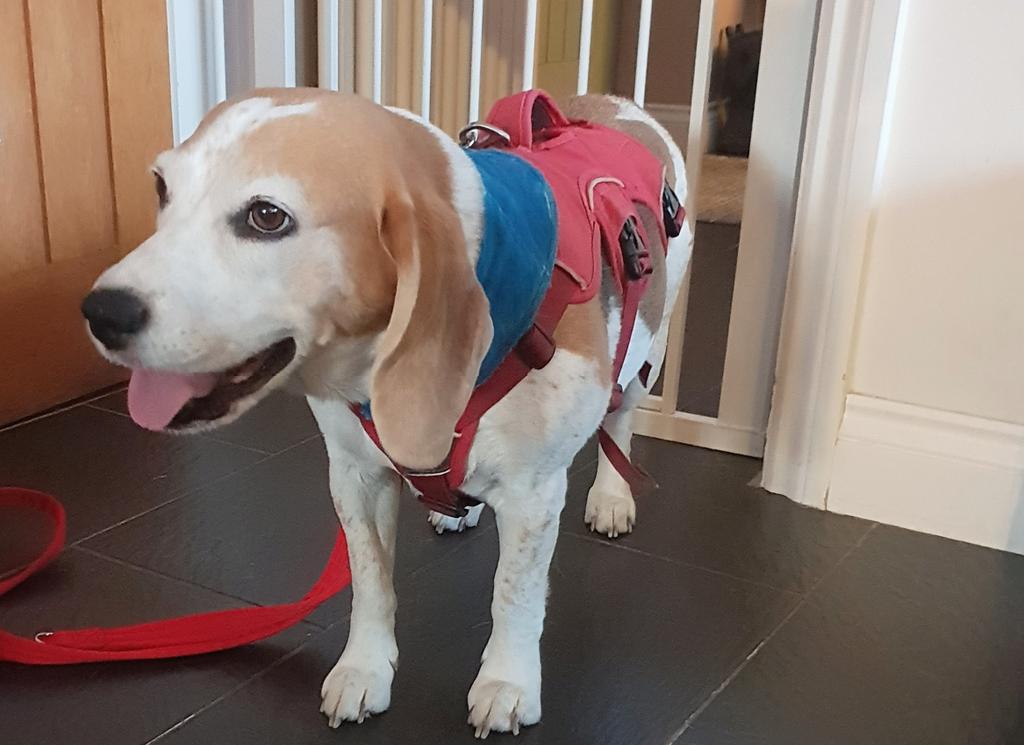 BreaTheBeagle's tweet photo. From Brea's Mum-mum:
To our sweetest, most special girl imaginable, the happiest 8th birthday. You make my life brighter and with every look you give me my heart bursts. Every day. 8 years, sweet girl! 🐕💖 https://t.co/ZJF1H7SFYg
