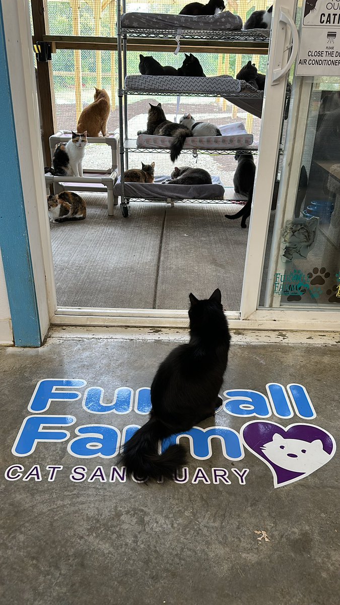 Visit cage free cats - like HUNDREDS 1:00 - 5:00pm daily. Like EVERY day. Holidays included. 🔥 #furballfarmcatsanctuary #thisisrescue