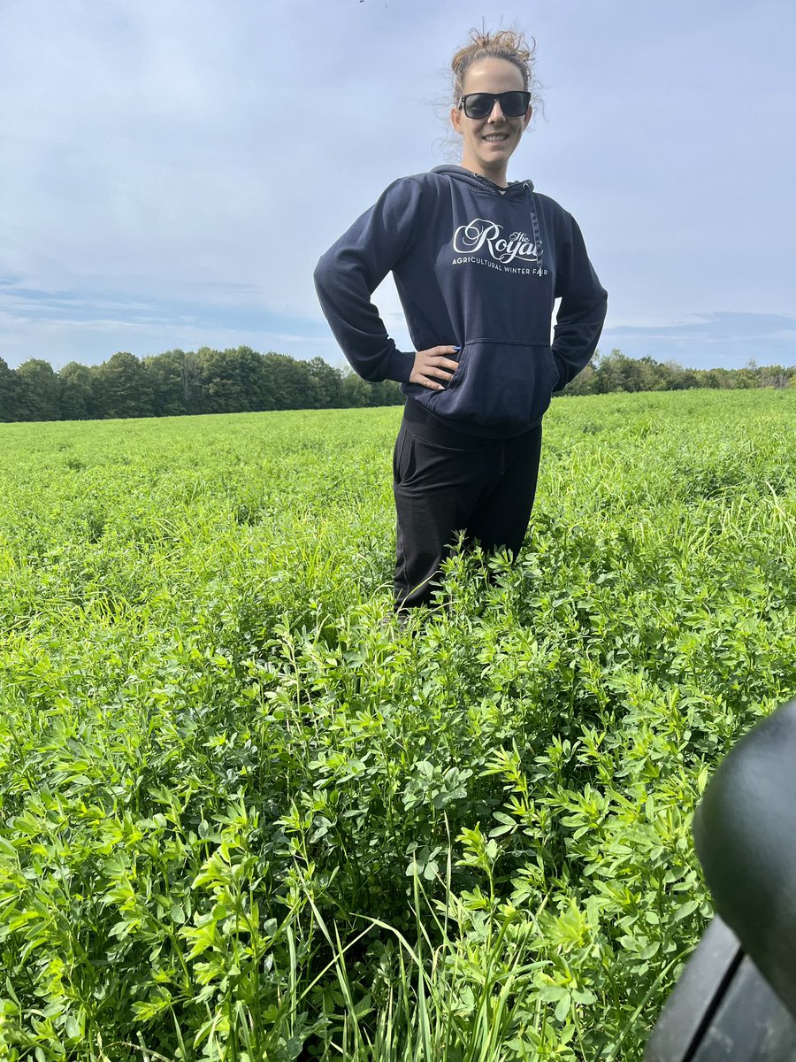 Rolling the dice but when you’re surprised by the beautiful <a href="/speareseeds/">Speare Seeds</a> third cut you take it!! Should be some happy replacements around here this winter. 
#onag #brendaleacres #cowchow