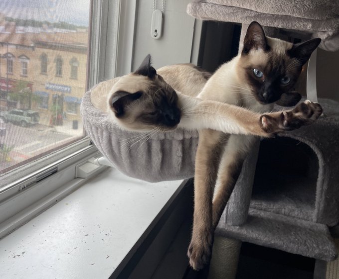 It&rsquo;s the morning stretches that often wakes the other. https://t.co/twrzZZuahP<a href="/tag/c2e2"class="tags"><span>#c2e2</span></a>