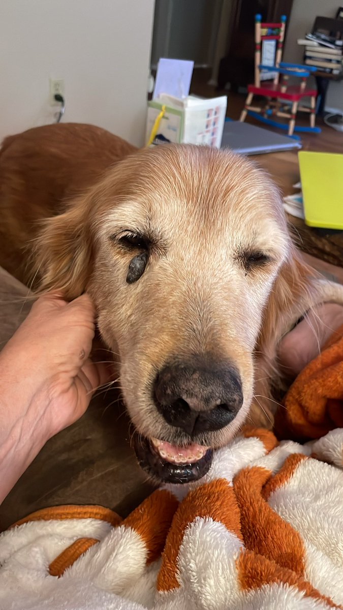 MsLincoln2124's tweet photo. @DogLovers03 Had this ole guy since he was a puppy.  He’s 13 now!  Movin slowly and struggling to stand but we are together until the end!!! https://t.co/kejYOYH41U