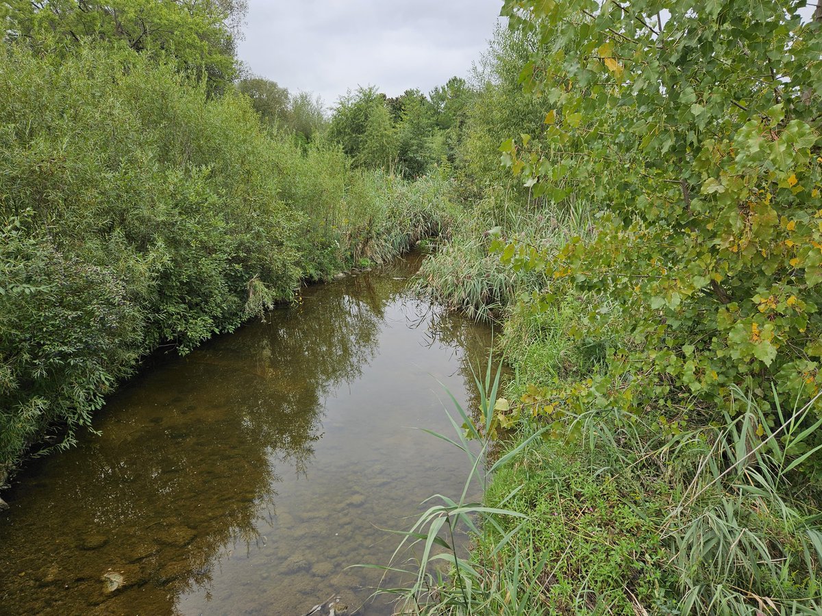 debbiechapman1's tweet image. Took the Henry Sturm Trail to get to the Forest Heights Community Centre open house. The creek in Filsinger Park is looking good. @CityKitchener #naturalized