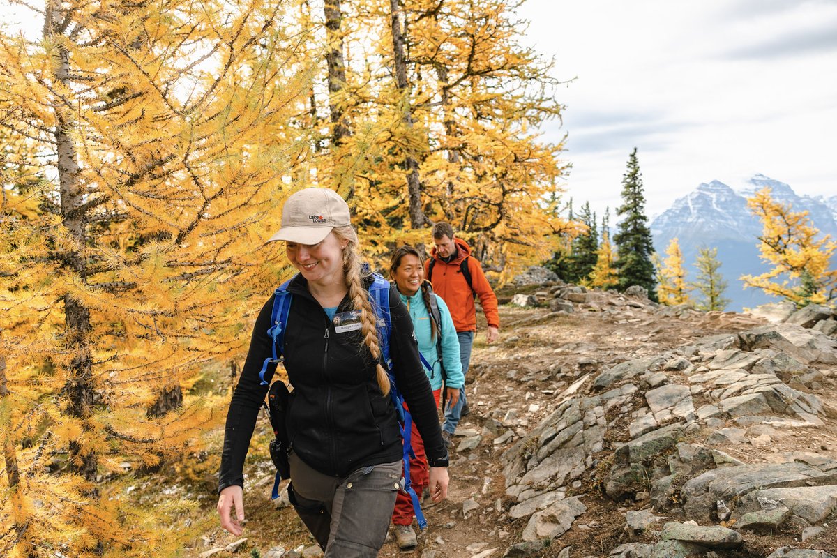 Did you know? 🌲 Of 14 larch types worldwide, 3 are in Alberta! Join one of our Guided Hikes to see them. 🍂 
bit.ly/45Y0Pia
#justlakeit #lakelouise #skilouise #larchfacts #larchcountdown