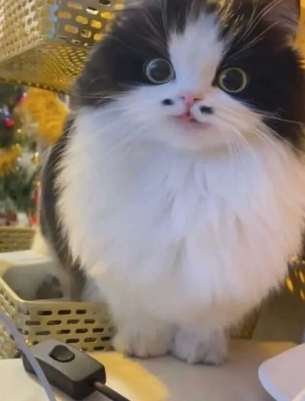 ShouldHaveCat's tweet photo. https://t.co/Ggdqia7p1f